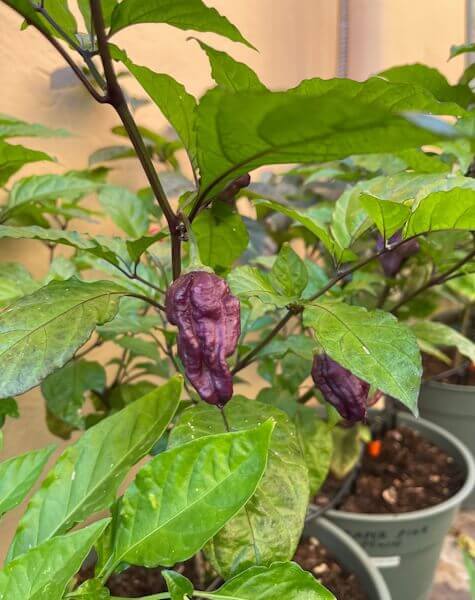 Purple Death Purple Death